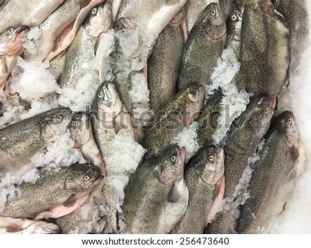 Raw trout on ice, sale seafood, fresh frozen fish background