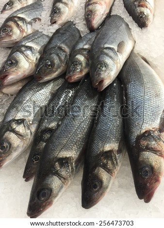 Raw trout on ice, sale seafood, fresh frozen fish background