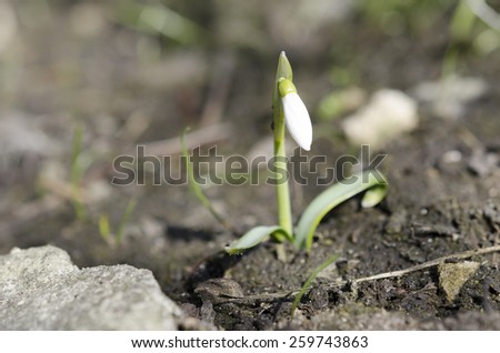Galanthus, tiny white flower that bloom early in the spring, are better known as snowdrop