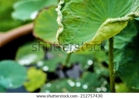 water drop on lotus leaf