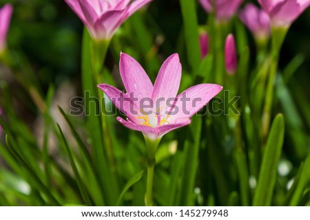 Closeup Rain Lily flower (Fairy Lily, zephyranthes spp) blooming in garden.