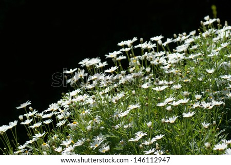 white flower field in black background.