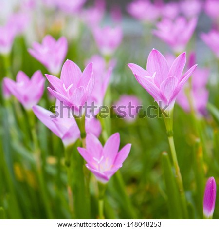Rain Lily flower (Fairy Lily, zephyranthes spp) blooming in garden.