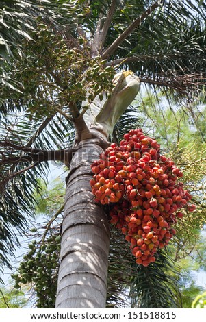 Red and green seed of palm(Sealing wax palm).