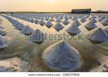 Heap of sea salt in a field prepared for harvest in saline on sunrise time