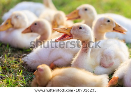 Cute ducklings, duck on grass in garden