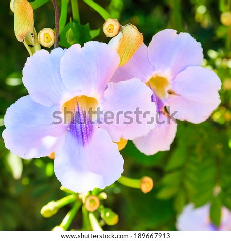 Beautiful Blue Trumpet Vine flower, Laurel clock vine, Bengal Trumpet ( Thunbergia grandiflora Roxb ) in Thailand