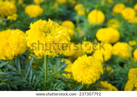 yellow marigold flowers on a field