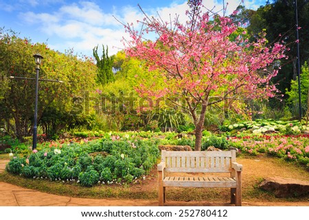 Wild Himalayan Cherry flower with wooden bench in garden, Chiang Mai, Thailand