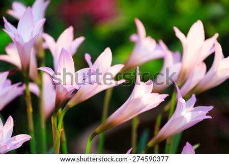Rain Lily flowers (Fairy Lily, zephyranthes spp) blooming in garden
