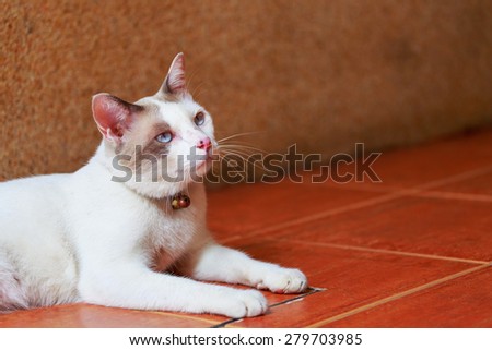 white cat lay down on tile floor