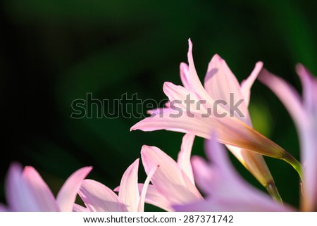Pink Rain Lily flowers (Fairy Lily, zephyranthes spp) blooming in garden