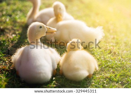 Cute ducklings or duck on grass in garden