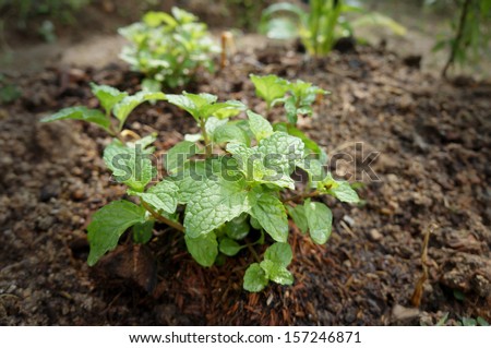 Kitchen Mint, Marsh Mint in vegetable garden