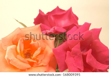Pink Orange rose vintage background