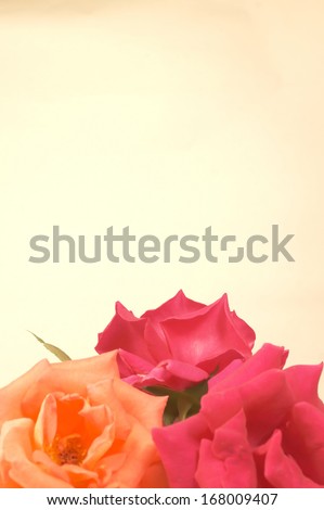 Pink Orange rose vintage background