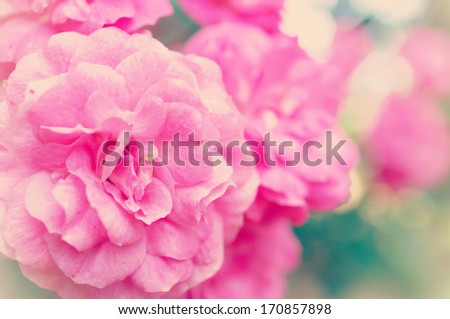 Pink rose vintage soft background