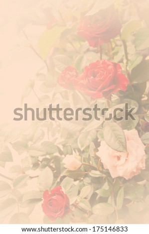 pink and red rose soft color, vintage style background