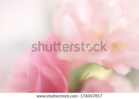 pink roses,  sweet soft color background