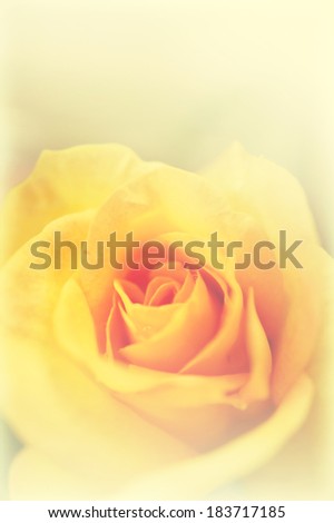 yellow petal rose, soft background