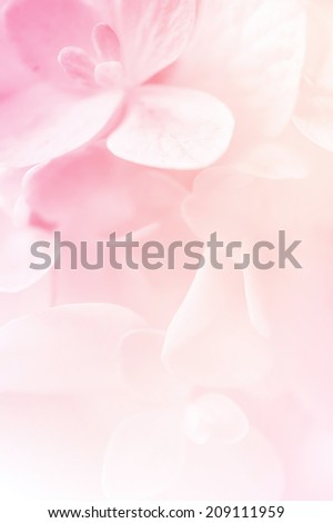 Sweet color hydrangea in soft color and blur style for background