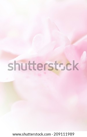 Sweet color hydrangea in soft color and blur style for background