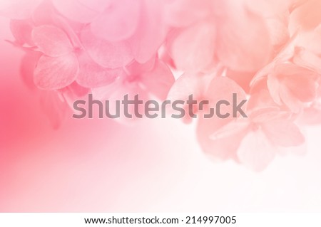 vivid color hydrangeas in soft color for background