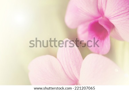 Sweet color orchid in soft color and blur style for background