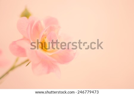 sweet color roses and orchid in soft color and blur style for background