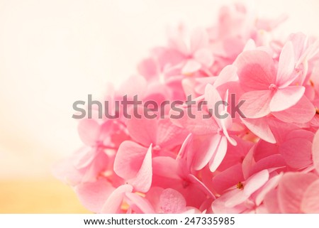 Sweet Pink Hydrangeas in basket