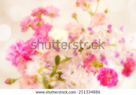 sweet color roses in soft color and blur style