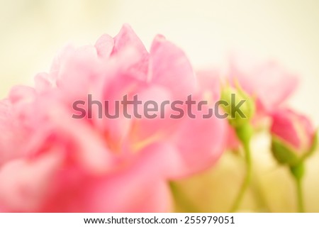 sweet color rose in soft color and blur style for background