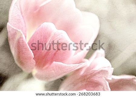 sweet color Tulips in soft and blur style on mulberry paper texture