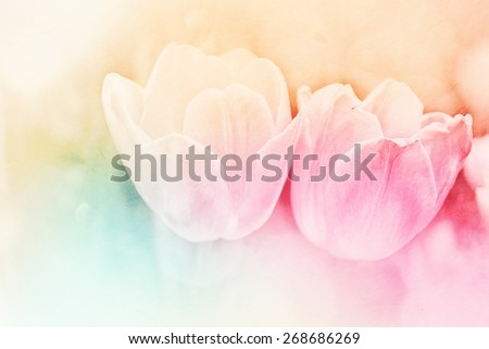 vivid color Tulips in soft and blur style on mulberry paper texture