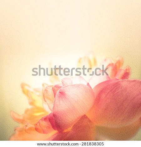sweet color lotus in soft color and blur style on mulberry paper texture