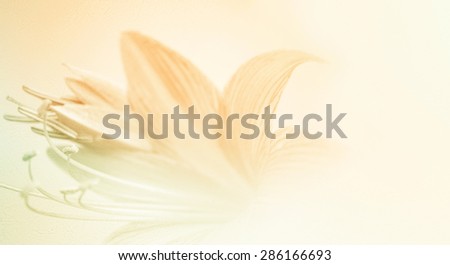 sweet color flower petals in soft color and blur style on mulberry paper texture for background