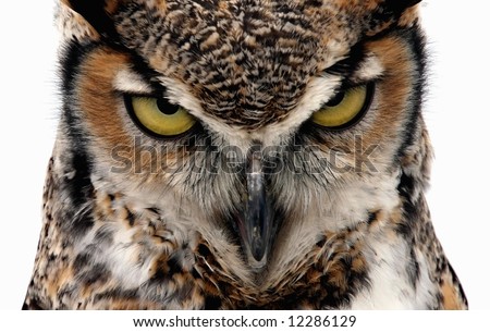 stock photo Eagle Owl staring at the camera in a threatening manner