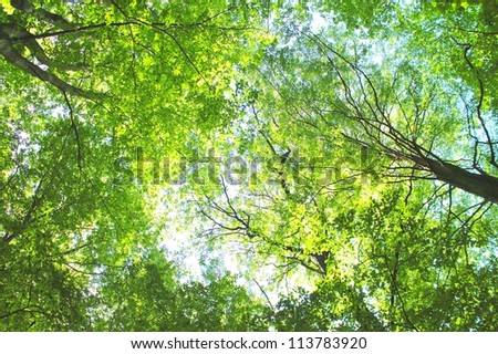[Obrazek: stock-photo-forest-trees-leaves-backgrou...783920.jpg]