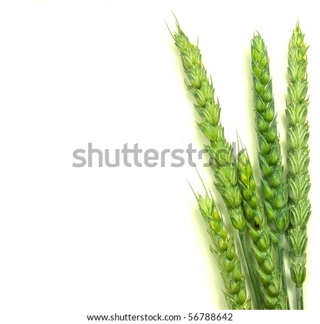 [Obrazek: stock-photo-wheat-spikes-isolated-on-whi...788642.jpg]