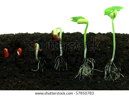 germination of seeds. seeds germination in soil