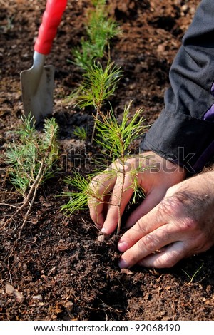 Hands planting a new forest