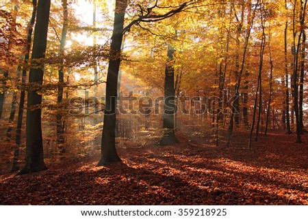 [Obrazek: stock-photo-beautiful-forest-in-autumn-p...218925.jpg]