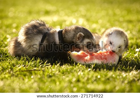 Ferrets and watermelon