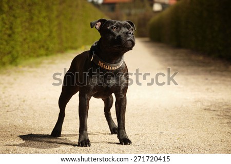 Staffordshire bull terrier on spring park way