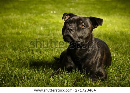 Staffordshire bull terrier in green grass