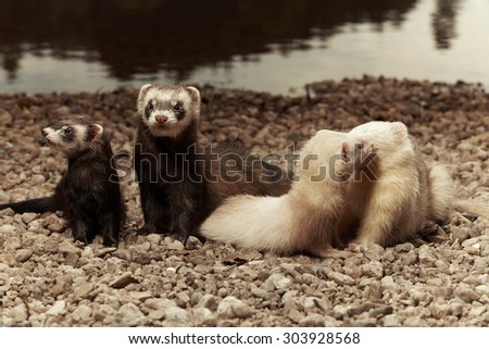 Ferret group posing on gravel beach near lake for pet portraits
