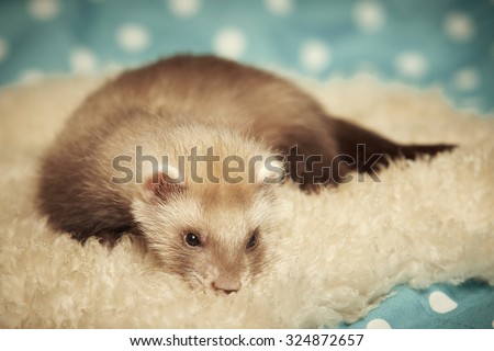 Seven weeks old ferret baby laying on fur