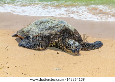 Green sea turtle on sandy Beach during a sunny summer day.