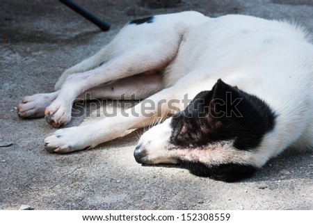 dog sleep on the concrete floor in the temple