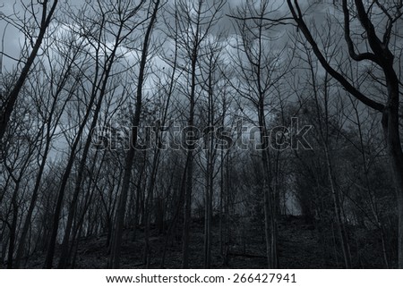 Dry tree branches on the mountain